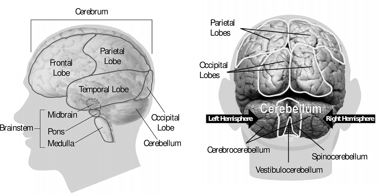 Breathing and heartbeat influence perception