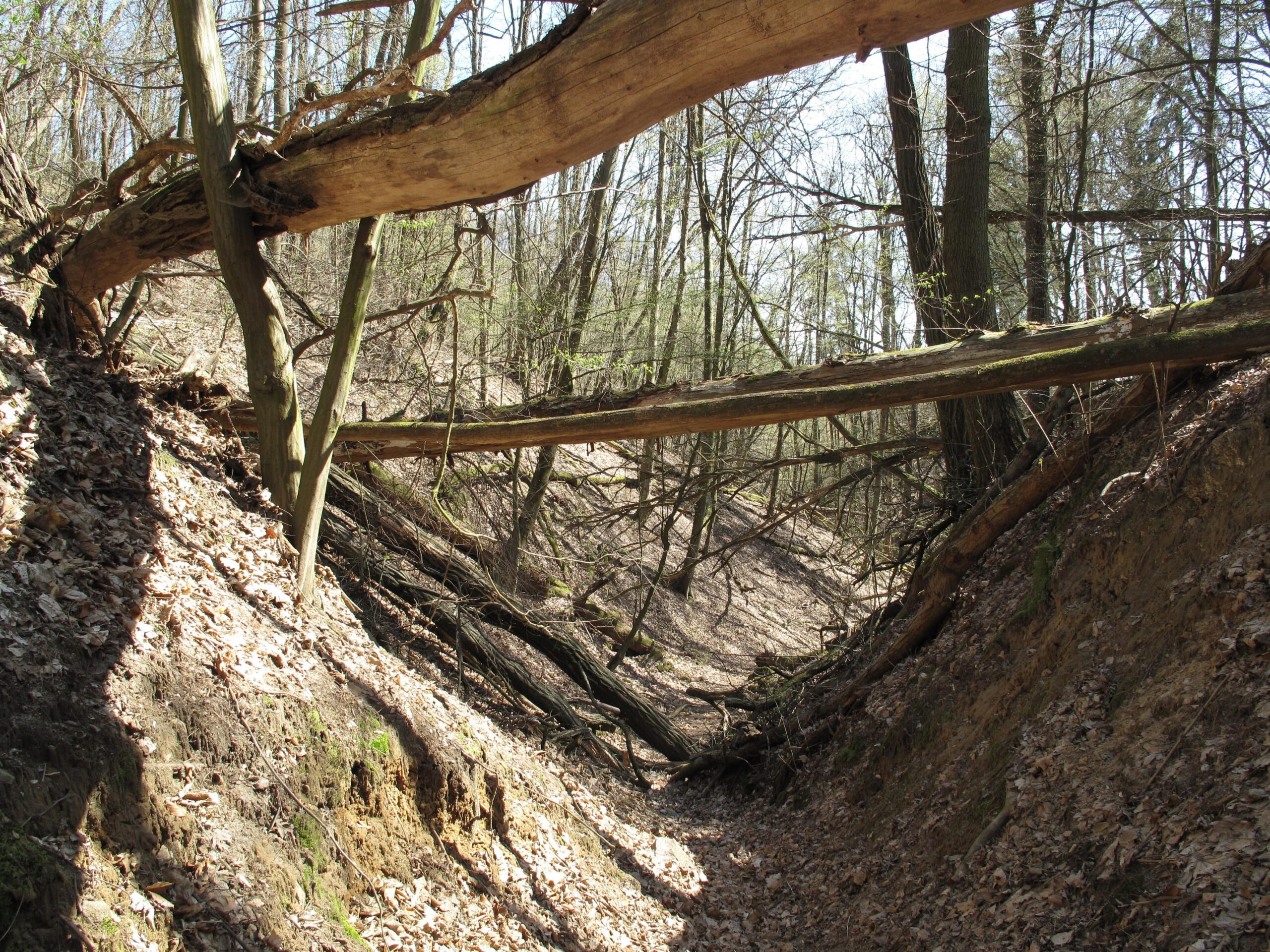 The Wolfsschlucht gorge near Pritzenhagen