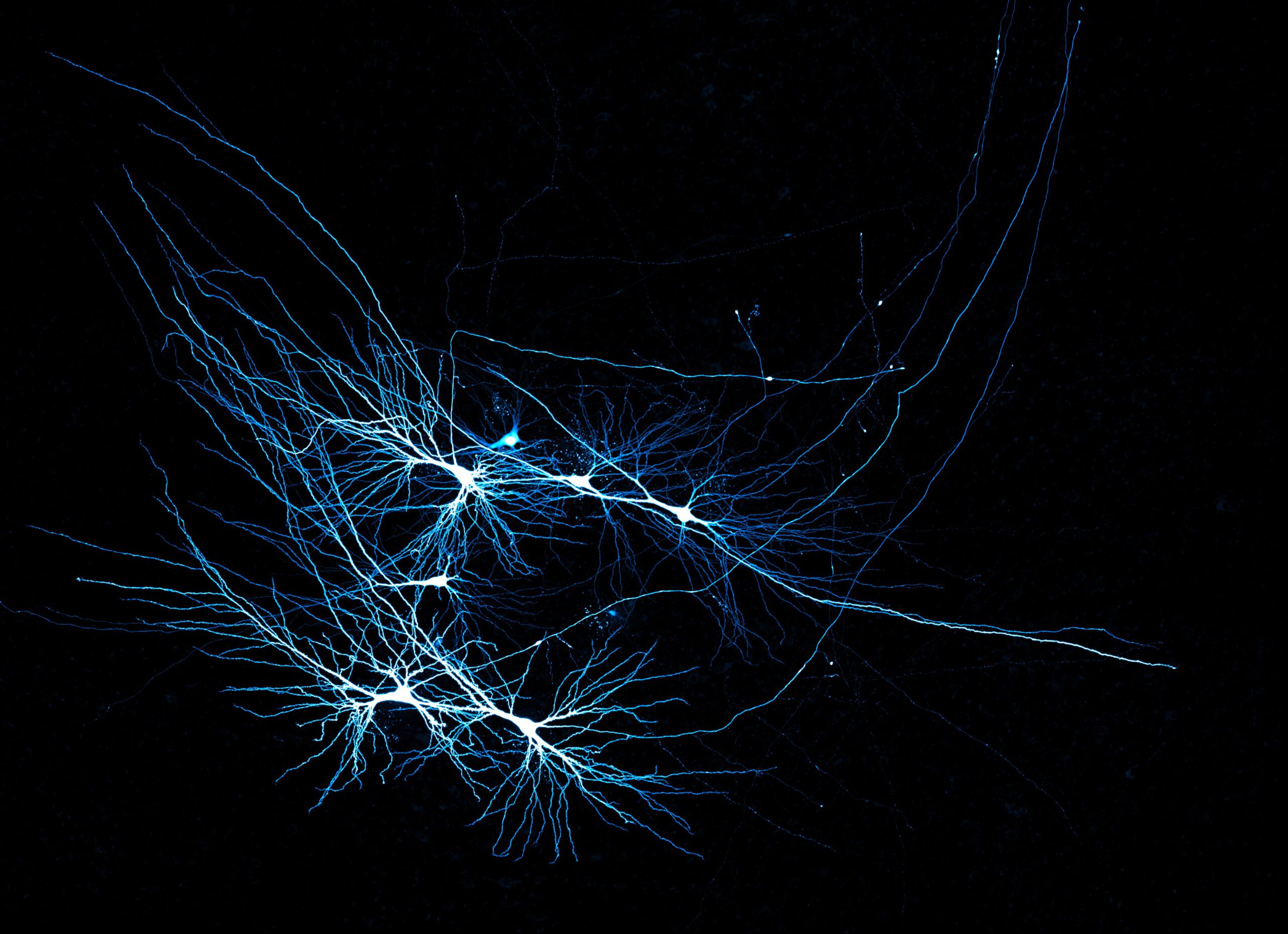 How is our memory wired Pattern completion process