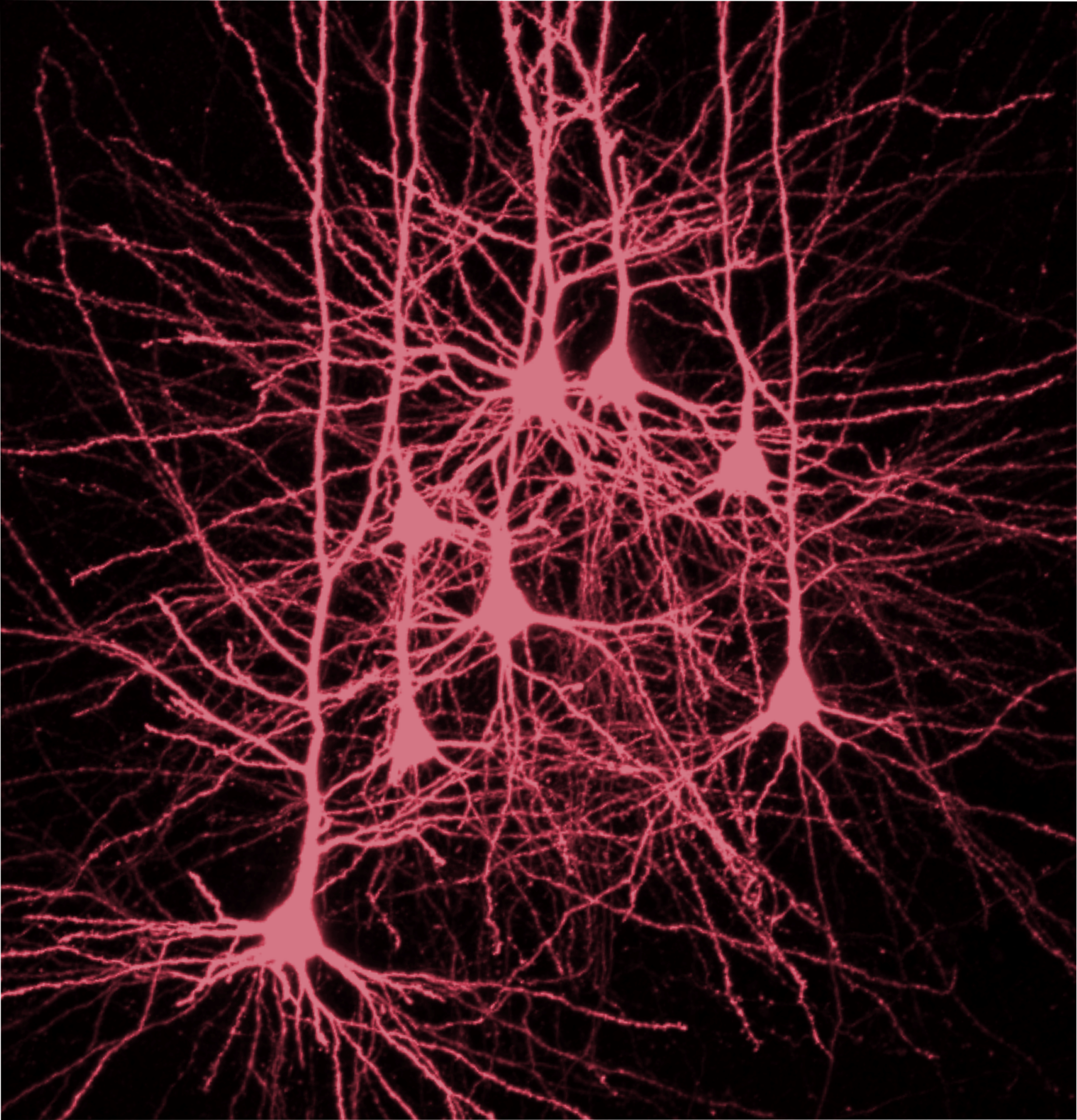 Why deep sleep promotes our memory Slow brain waves make the cerebral cortex particularly receptive